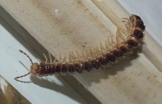 <i>Oxidus</i> Genus of millipedes