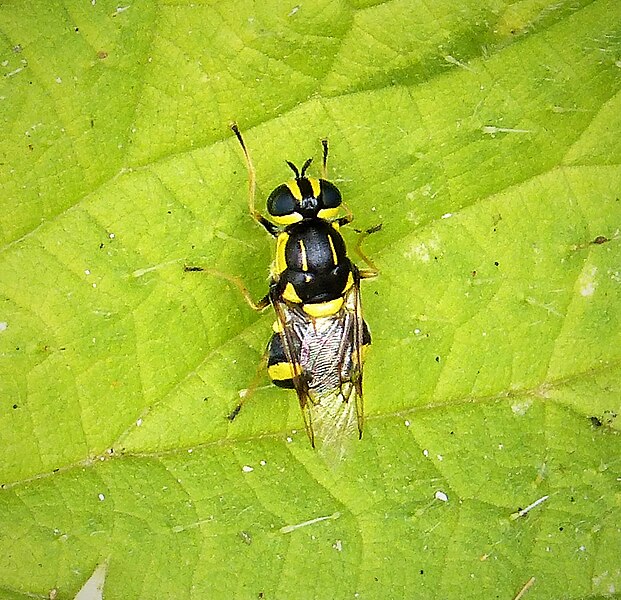 File:Oxycera rara, female. Four-barred Major (42639639795).jpg