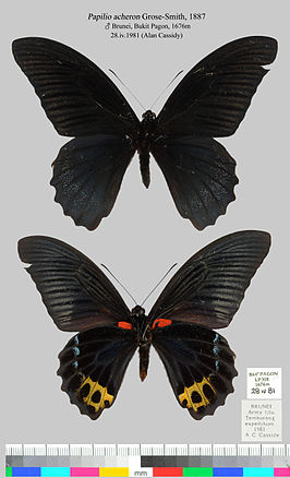 Papilio acheron