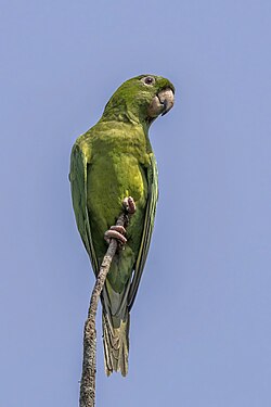 Pacific parakeet (Psittacara strenuus) Los Tarrales.jpg