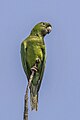 * Nomination Pacific parakeet (Psittacara strenuus) --Charlesjsharp 09:54, 2 April 2023 (UTC) * Promotion  Support Nice work --Mister rf 10:11, 2 April 2023 (UTC)