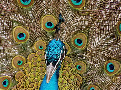 Peacock obsession 1