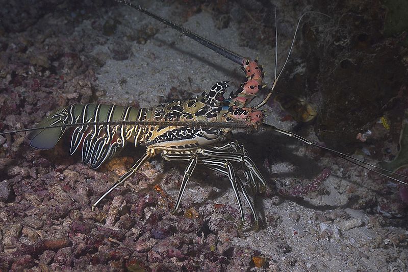 File:Painted Spiny Lobster (14467353995).jpg