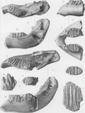 Thumbnail for Palaeoloxodon cypriotes