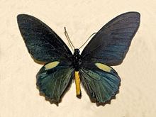 Papilionidae - Battus belus.JPG