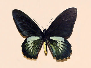 <i>Battus laodamas</i> species of insect