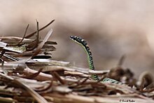 Paradise flying snake from Bukit Lawang, Indonesia Paradise flying snake (Chrysopelea paradisi).jpg