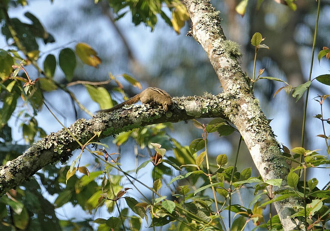 Böhm-Buschhörnchen