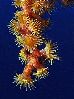 Parazoanthus axinellae, Tenerife.jpg