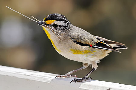 Striated pardalote with nesting material, by Fir0002