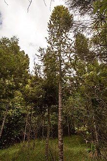 Parry Kauri Park Parry Kauri Park - detail-5.jpg