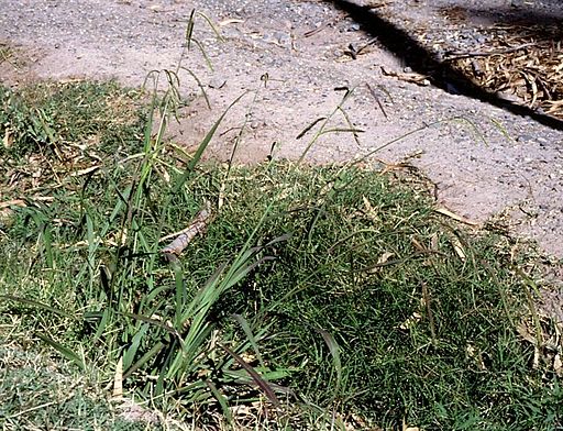 Paspalum dilatatum2