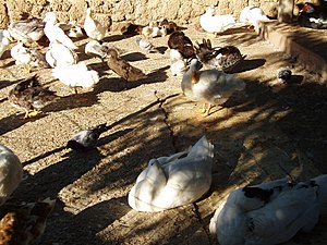 Genoves Park's ducks. In Cadiz, Spain. Patos del Parque Genovés en Cádiz, España.