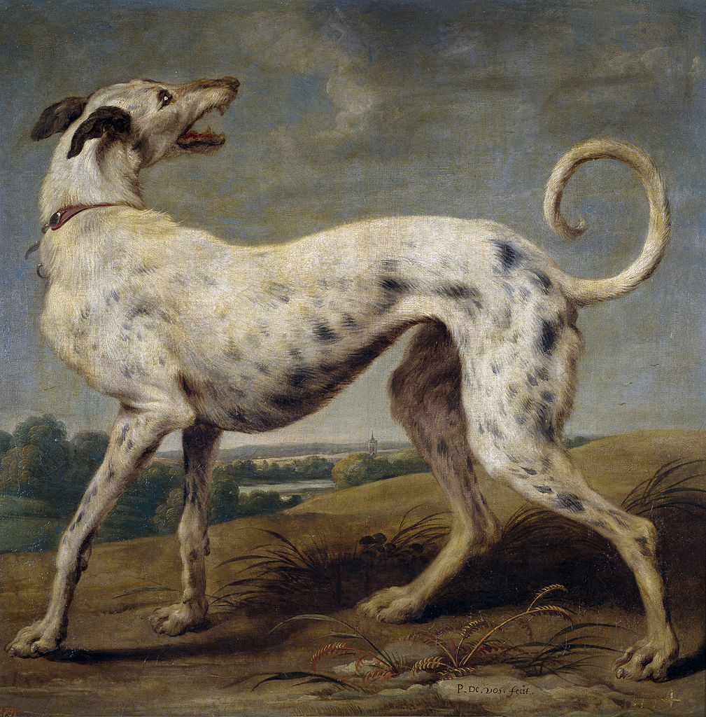 https://upload.wikimedia.org/wikipedia/commons/thumb/d/db/Paul_de_Vos_-_A_white_greyhound.jpg/1009px-Paul_de_Vos_-_A_white_greyhound.jpg