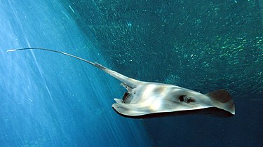 The pelagic stingray (Pteroplatytrygon violacea) is one of the few stingrays that primarily inhabit the open ocean.