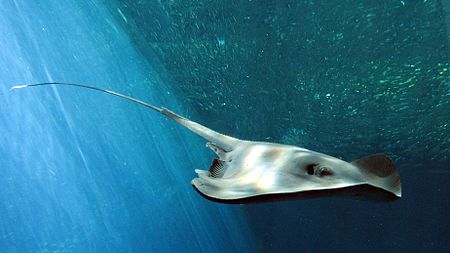 Tập_tin:Pelagic_stingray_fukushima.jpg