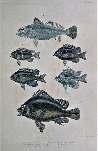 File:Pennahia anea Plectorhinchus gibbosus Pomacentrus chrysurus Chrysiptera leucopoma Plectroglyphidodon lacrymatus Amblyglyphidodon orbicularis.jpg