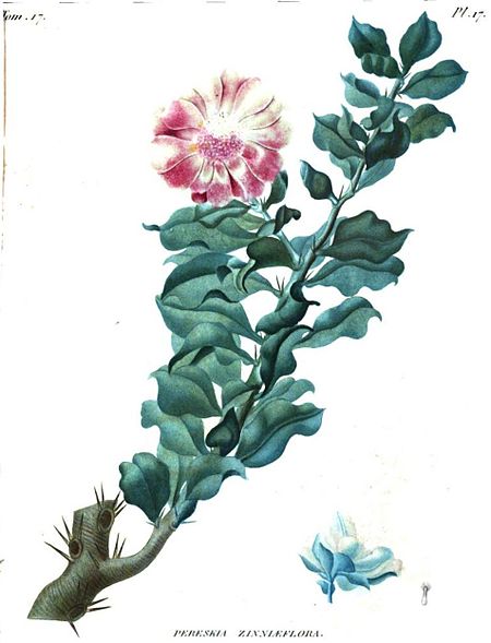 Pereskia zinniiflora