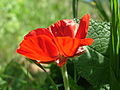 * Nomination A Persian Buttercup at the Beit Zayit reservoir. --SuperJew 20:35, 21 April 2013 (UTC) * Decline Most of the motif is out of focus. --NorbertNagel 20:47, 21 April 2013 (UTC)