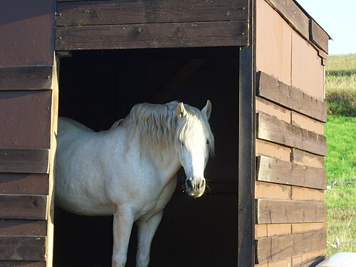 Horse in a shed ( Rhineland Palatinate - Germany )