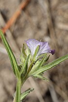 Phacelia linearis