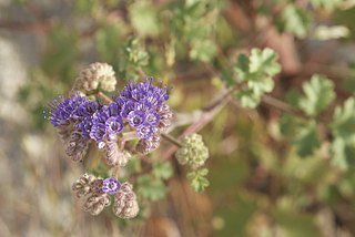 <i>Phacelia pedicellata</i> Species of plant