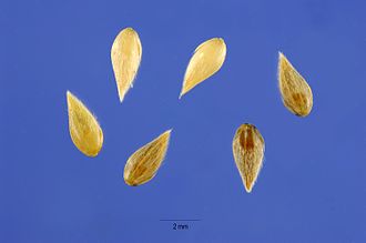 Seeds Phalaris-aquatica-seeds.jpg