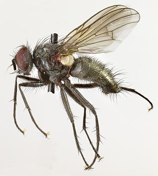 <i>Phaonia halterata</i> Species of fly