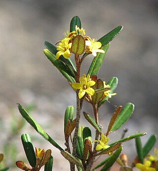 <i>Phebalium whitei</i> Species of shrub