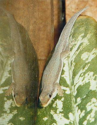 <i>Phelsuma modesta</i> Species of lizard