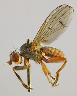 <i>Pherbellia ventralis</i> Species of fly