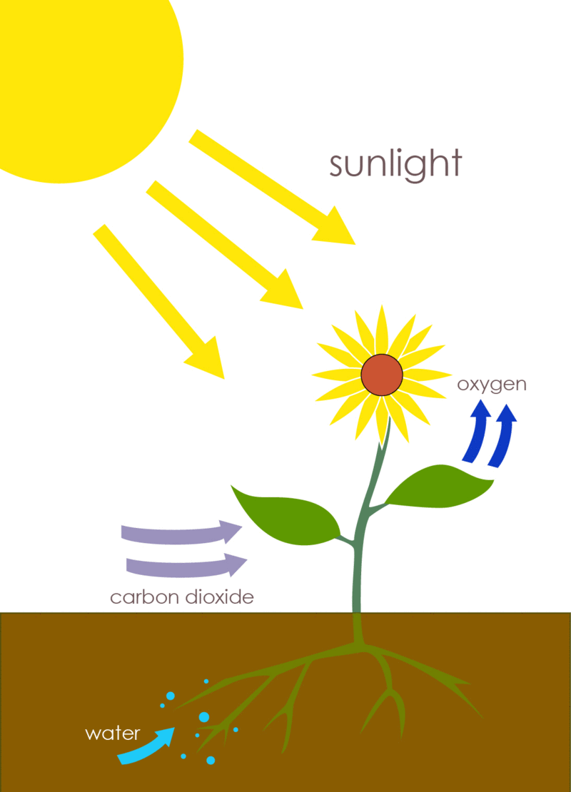 Photosynthesis Simple English Wikipedia The Free Encyclopedia