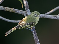 Description de l'image Phylloscartes virescens Olive-green Tyrannulet; Manaus, Amazonas, Brazil (cropped).jpg.