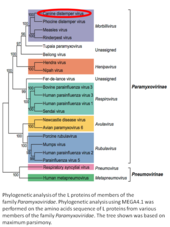 Canine distemper virus position in the phylogenetic tree of Paramyxoviruses Phylogenetic tree of Paramixoviruses with CDV.tif