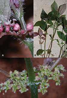 <i>Pilea cavernicola</i> species of plant
