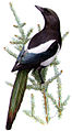 Magpie Pica hudsonia