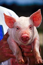 Pig USDA01c0116.jpg