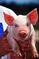 Pig USDA01c0116.jpg