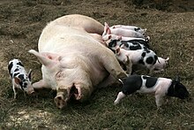 Pig lactation.jpg