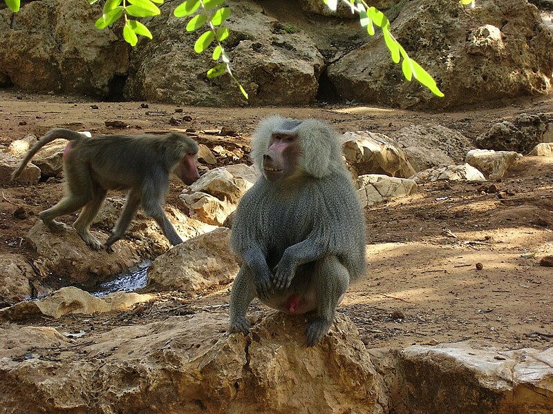 File:PikiWiki Israel 4167 baboon monkey in ramat gan safari.jpg