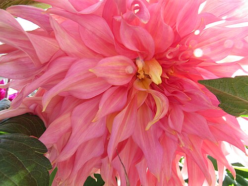 Pink Dahlia Closeup