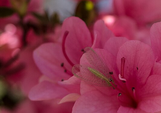 Pink Azelia with bug