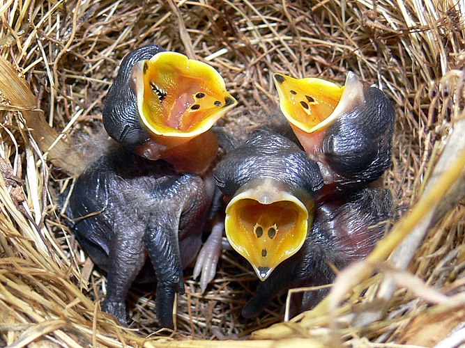 Птенцы степного конька (Anthus novaeseelandiae).