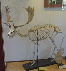 A skeleton of a buck (male) exhibited at the Mammal Gallery in the Natural History Museum of Pisa University PisaMammalGallery (11) (cropped).JPG