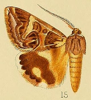 <i>Cerocala vermiculosa</i> Species of moth