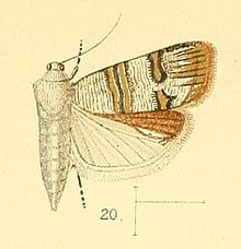 Pl.4-сурет. 20-Nigilgia albitogata (Уолсингем, 1891) (Фикодтар) .jpg