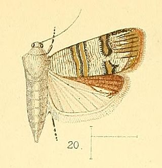 <i>Nigilgia</i> Genus of moths