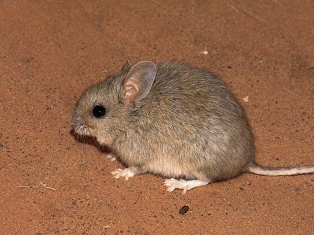 Meadow jumping mouse - Wikipedia