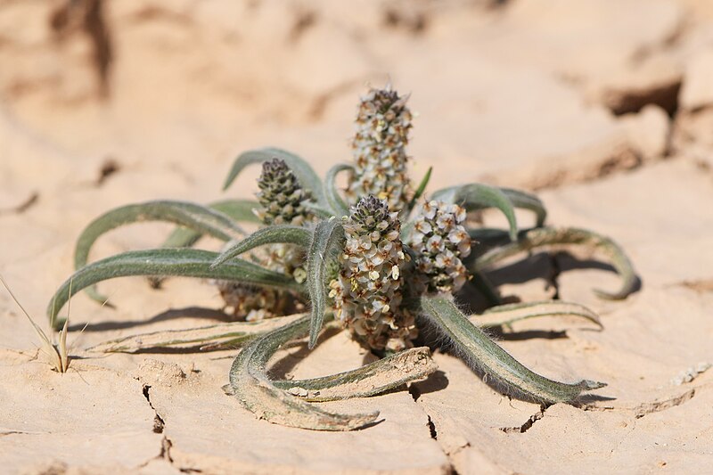 File:Plantago ovata kz22.jpg