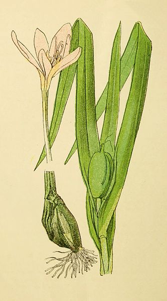 File:Plantenschat1898 328 160 Herfst-tijloos.—Colchicum autumnale.jpg